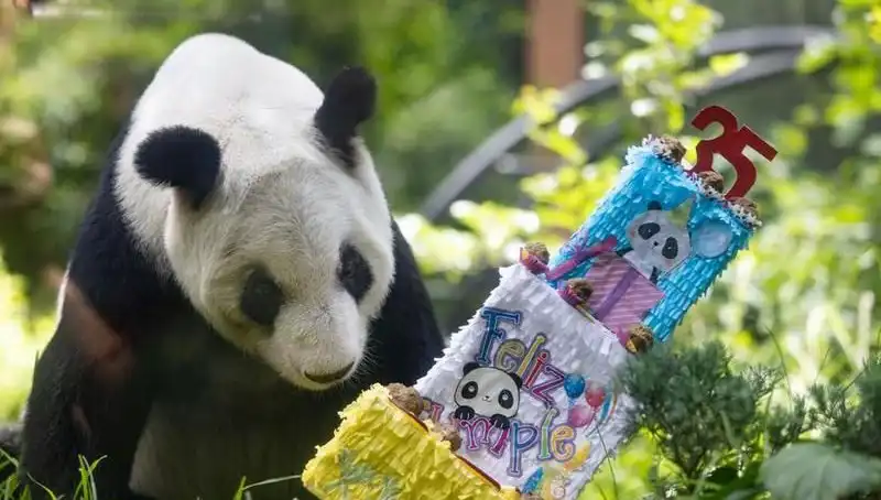 Dünya Çapında Ünlü Devi Panda Xin Xin, 35 Yaşında Yeni Bir Yaş Dönümünü Kutladı