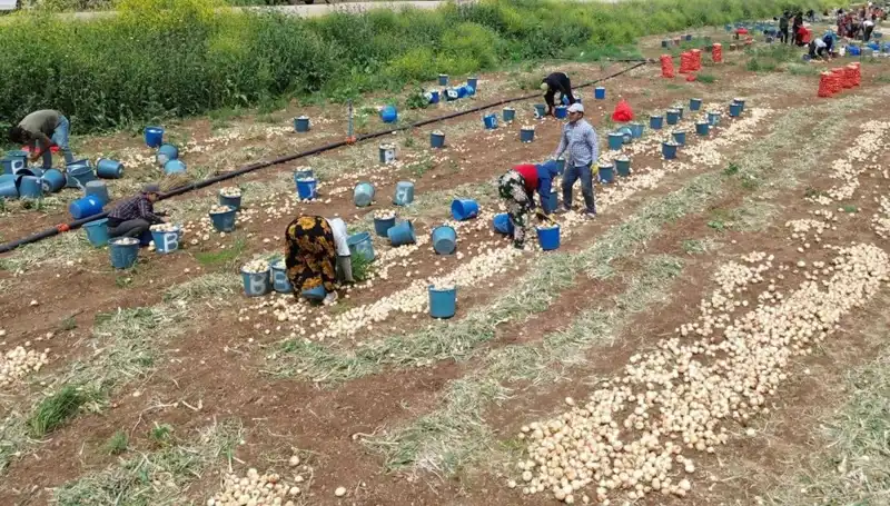 Soğan Hasadı Başladı: Fiyatlar Düşüyor, Tüketiciler İşte Mutlu!
