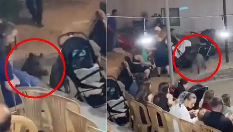 Yaban Domuzu Düğün Törenini Bastı, Misafirlere Panik Anları Yaşattı