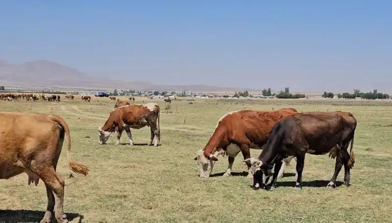 Arin Gölü'nün Kuruması: Bölgedeki Su Krizinin Sebepleri ve Etkileri