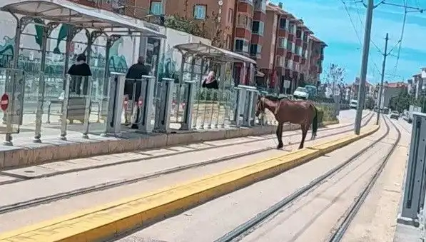 Eskişehir Tramvay Raylarında Başına Buğday Dağılan At, Şehirde Şaşkınlık Yarattı