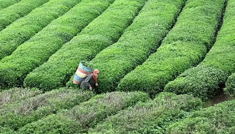 Bayramda ÇAYKUR'dan Taze Yaş Çay Alımı Müjdesi!