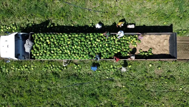 Bafra Ovası'nda Karpuz Rekoltesinde Tarihi Zirve: 94 Bin 500 Ton Bekleniyor!