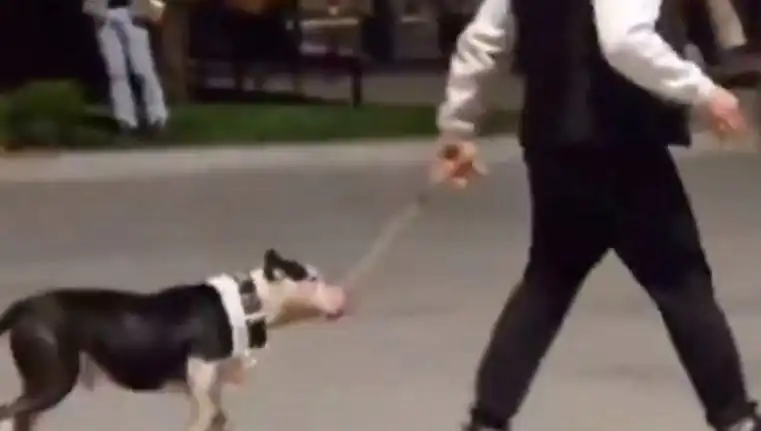 Ağızlıksız Pitbull, Diğer Köpeklere Saldırdı: Sahibine Cezai İşlem Uygulandı