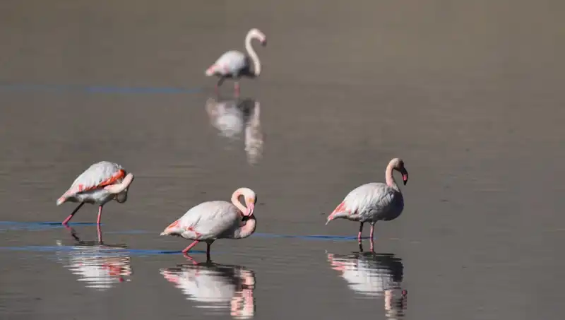 Kuş Cennetinde Kuraklık Tehlikesi: Flamingoların Sayısında Düşüş