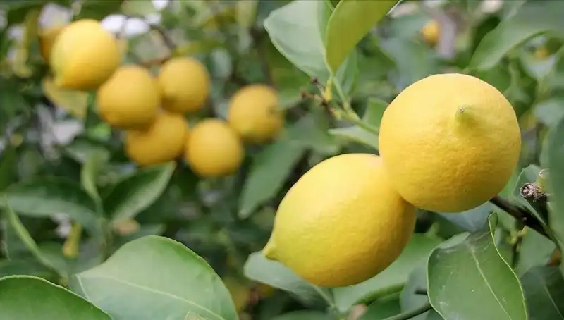Limon Fiyatları Uçtu: Toptan Alımda 24 Lira Olmasının Sebepleri Neler?