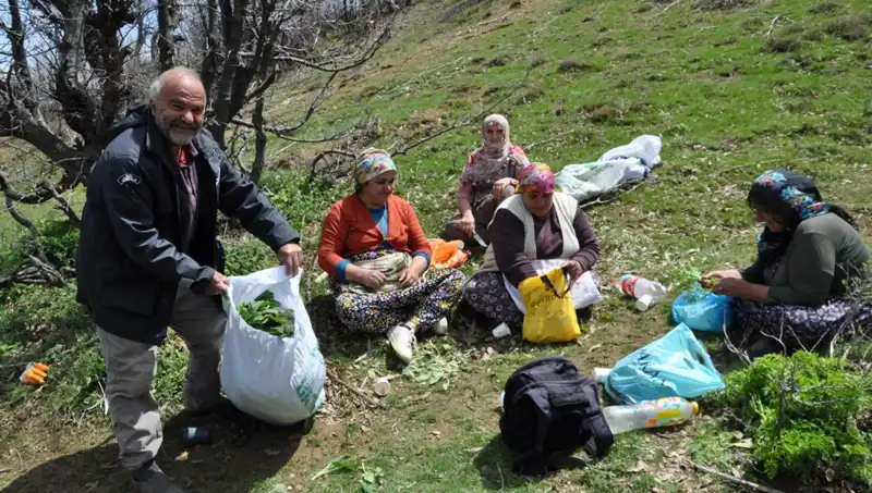 Nohut Toplamak İçin Yürüyerek Geçimlerini Sağlayan Aileler: Fiyatı 250 Lira!