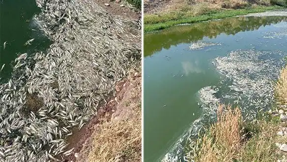 Karasu Çayı'nda Gizemli Balık Ölümleri: İncelemeler Başladı!