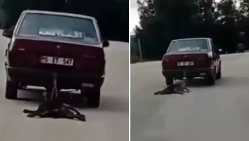 Dikkatsiz Sürücü, Köpeği Araba Arkasında Sürükledi: Hayvan Severleri Şokta!