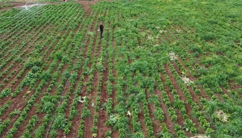 Kuraklık Marul Hasadını Tehdit Ediyor: Çiftçiler Zorlu Günler Yaşıyor