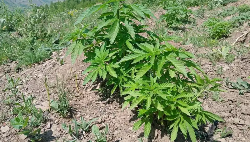 Bingöl'de Kenevir ve Kaçak Tütün Operasyonu: Kapsamlı Yakalamalar!