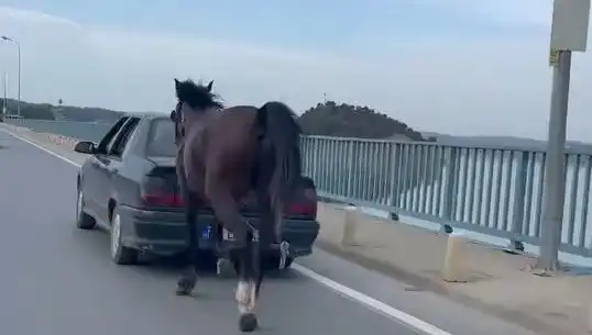 Adana'da Ata Eziyet Eden Şahıs Tutuklandı: Hayvan Hakları İçin Bir Zafer!