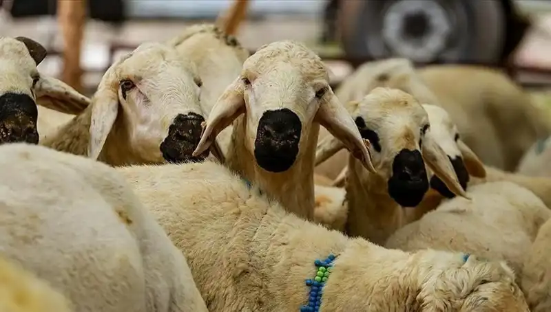 Kurban Bayramı Ne Zaman? Bayram Tatili Uzayacak mı?