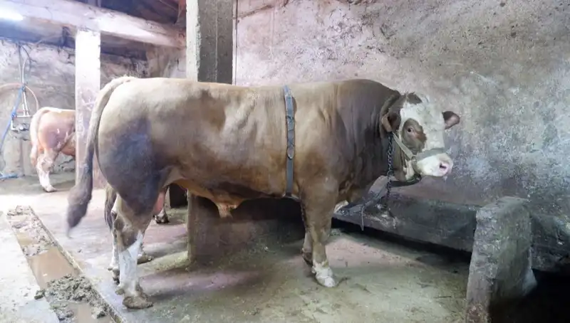Tam 1 Ton 200 Kilo! Dünyanın En Ağır Eşyası Alıcısını Buldu