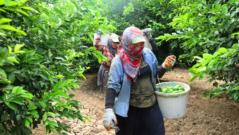 Marketlerdeki Ürün Fiyatları Tehlikede: Hasat Dönemi Başladı!