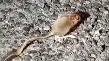 Tunceli'de Nadir Görülen Arap Tavşanı İlk Kez Görüntülendi!