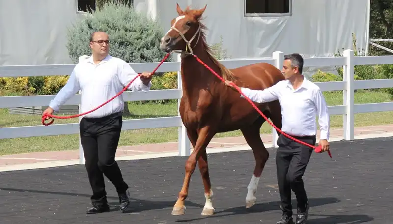 Taşkın Kral: Doğanın Gücüyle Rekor Kıran Yıldız Hakkında Her Şey